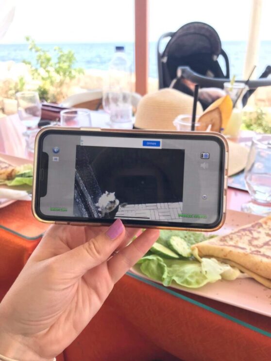 Use your WireGuard VPN tunnel to securely check your pet cameras on vacation. iPhone showing a security camera image of a cat